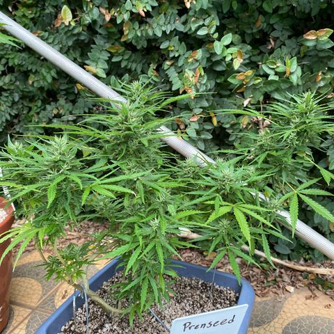 Prenseed growlog timeline photo