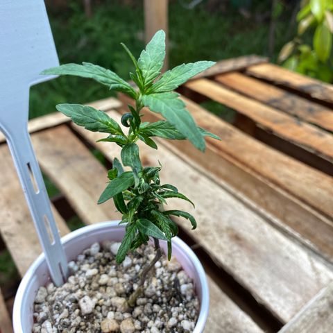Gorilla ghost clone growlog timeline photo
