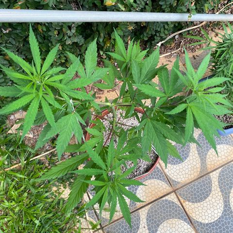Lemon 2 growlog timeline photo