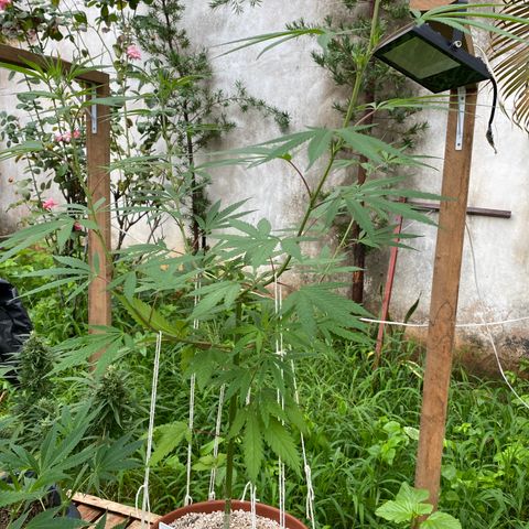 Lemon 2 growlog timeline photo