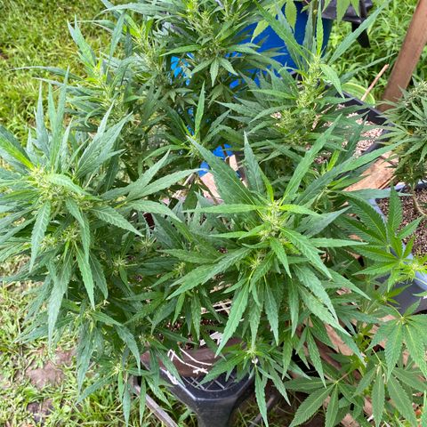 Manga Rosa growlog timeline photo