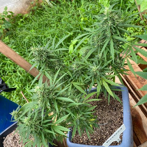 Prenseed growlog timeline photo