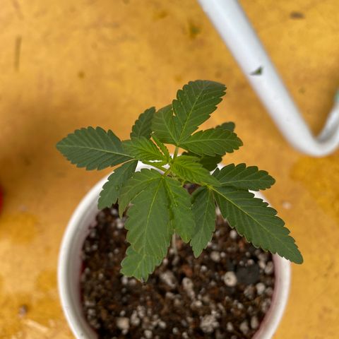 Blue Dream growlog timeline photo