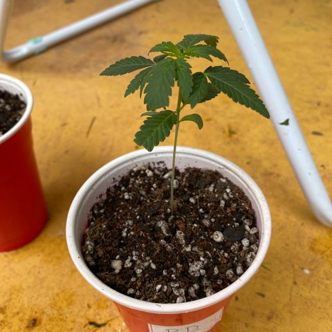 Blue Dream growlog timeline photo