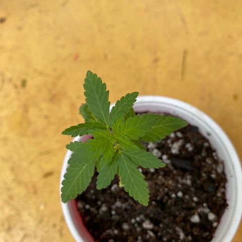 24k Gold growlog timeline photo