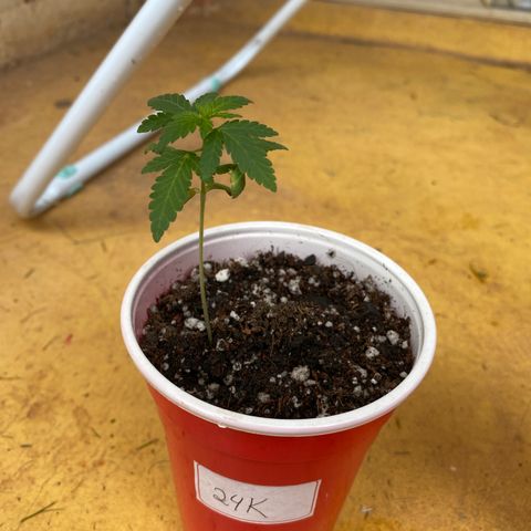 24k Gold growlog timeline photo