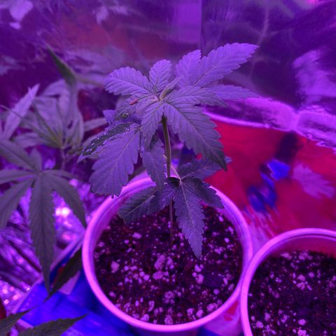 Blue Dream growlog timeline photo