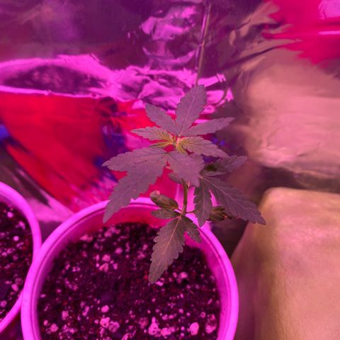 24k Gold growlog timeline photo
