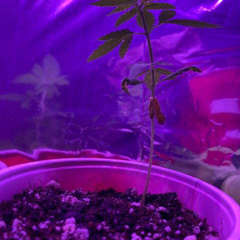 24k Gold growlog timeline photo