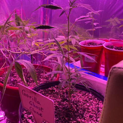 Gorilla ghost clone growlog timeline photo