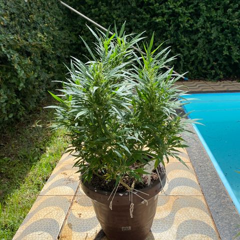 Manga Rosa growlog timeline photo