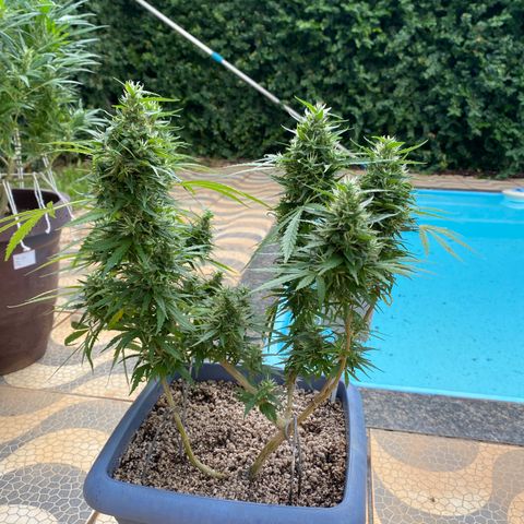 Prenseed growlog timeline photo