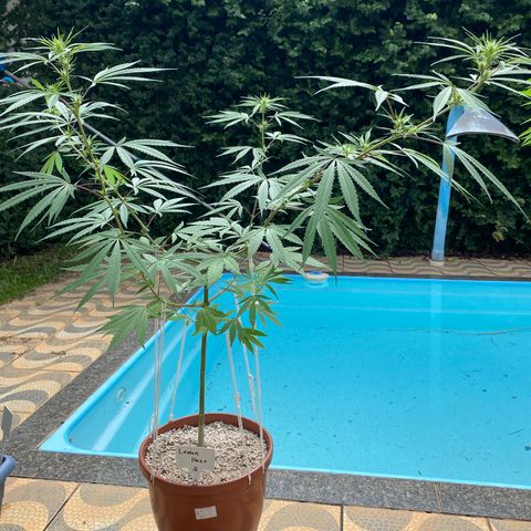 Lemon 2 growlog timeline photo