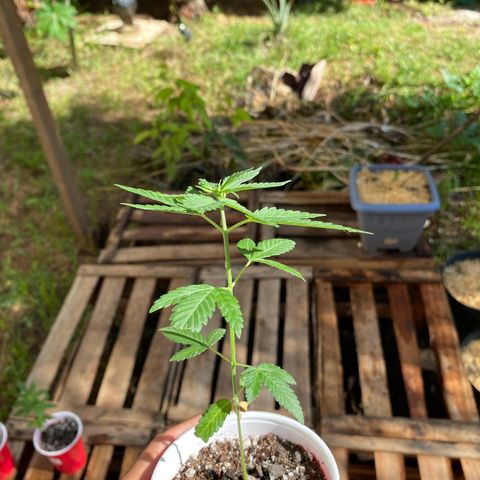 Blue Dream growlog timeline photo