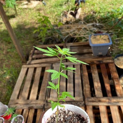 24k Gold growlog timeline photo
