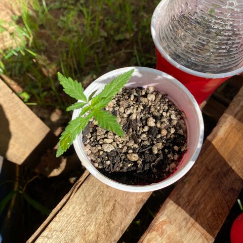 Sour Diesel growlog timeline photo