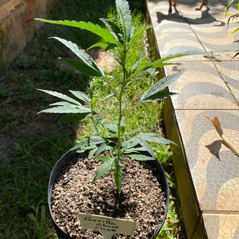 Gorilla ghost clone growlog timeline photo