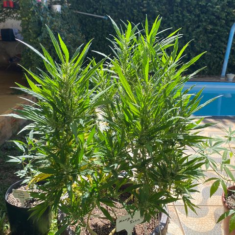 Manga Rosa growlog timeline photo