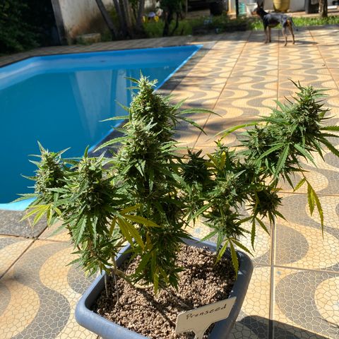 Prenseed growlog timeline photo