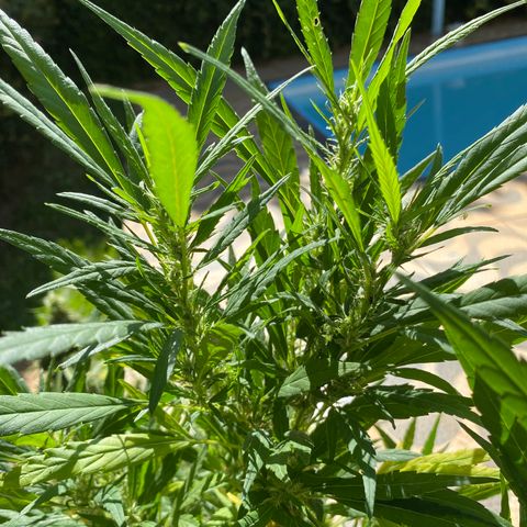 Manga Rosa growlog timeline photo