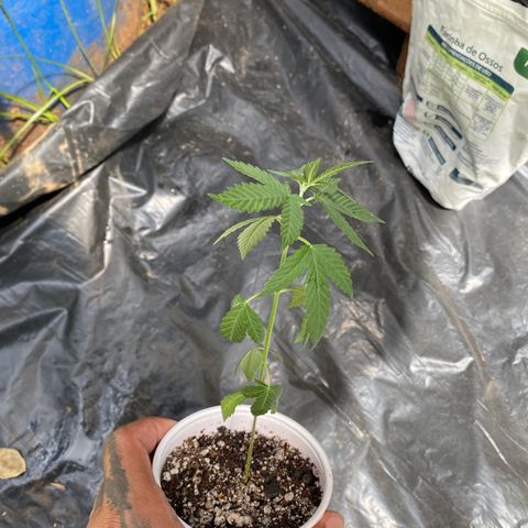 Blue Dream growlog timeline photo