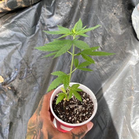 24k Gold growlog timeline photo