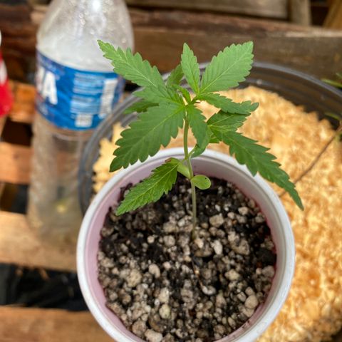 Sour Diesel growlog timeline photo
