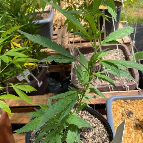 Gorilla ghost clone growlog timeline photo