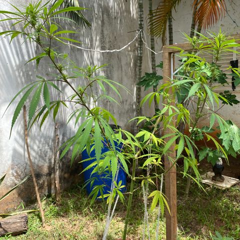 Lemon 2 growlog timeline photo