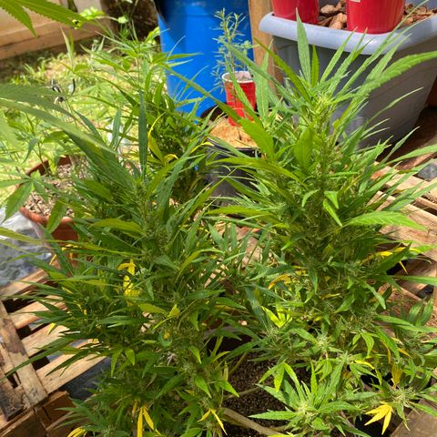 Manga Rosa growlog timeline photo