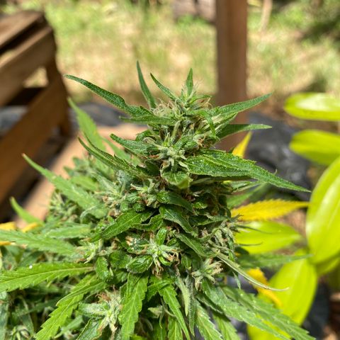 Prenseed growlog timeline photo