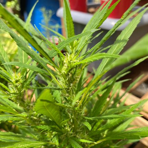 Manga Rosa growlog timeline photo