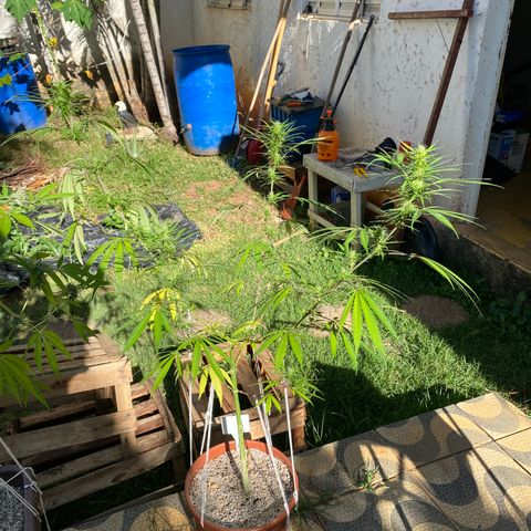 Lemon 2 growlog timeline photo