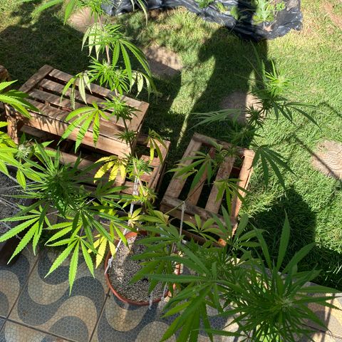Lemon 2 growlog timeline photo