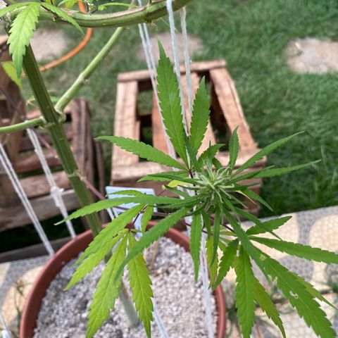 Lemon 2 growlog photo: Bud com pólen da Lemon Haze 1