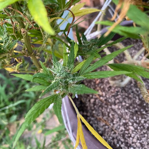 Manga Rosa growlog photo: Bud com pólen da lemon haze 1