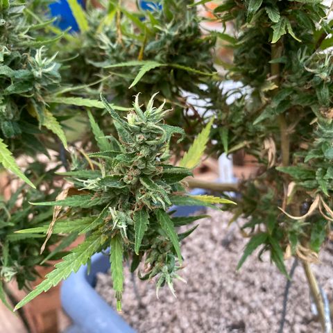 Prenseed growlog photo: Bud com pólen da lemon haze 1