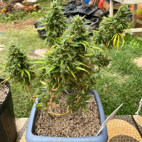 Prenseed growlog timeline photo