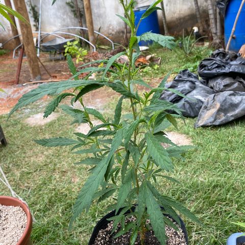 Gorilla ghost clone growlog timeline photo