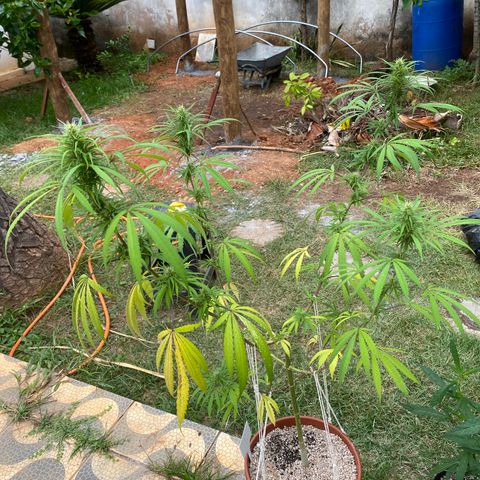 Lemon 2 growlog timeline photo