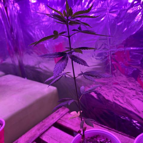 24k Gold growlog timeline photo