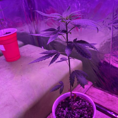 Blue Dream growlog timeline photo