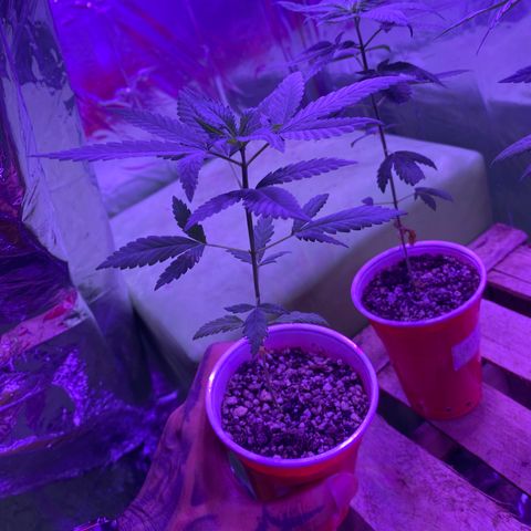 Sour Diesel growlog timeline photo