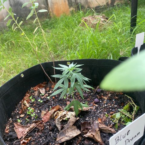 Blue Dream growlog photo: Transplante feito