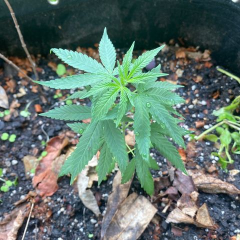 Blue Dream growlog timeline photo