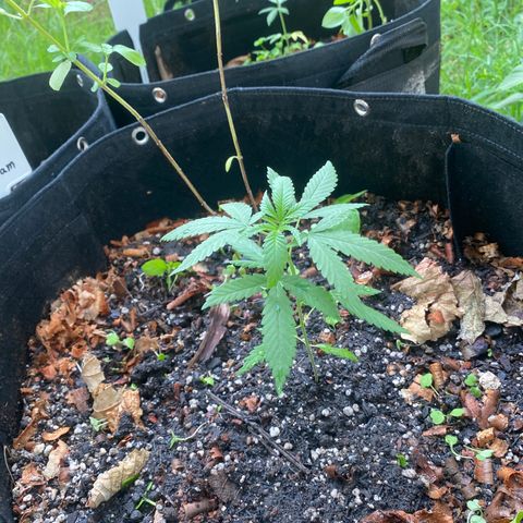 Sour Diesel growlog timeline photo