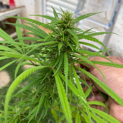 Lemon 2 growlog timeline photo