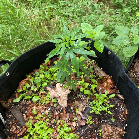 24k Gold growlog timeline photo