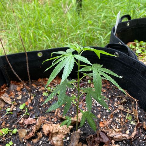 Blue Dream growlog timeline photo