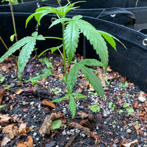 Sour Diesel growlog timeline photo